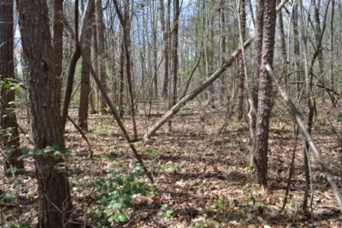 0 Buffalo Rd, Oneida, TN 37841 photo 18
