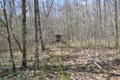 0 Buffalo Rd, Oneida, TN 37841 photo 35