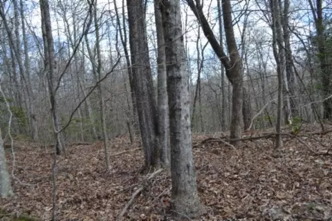 0 Buffalo Rd, Oneida, TN 37841 photo 24
