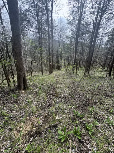 Other - 0 Mcbroom Branch Rd, Baxter, TN 38544 photo 20 of 25
