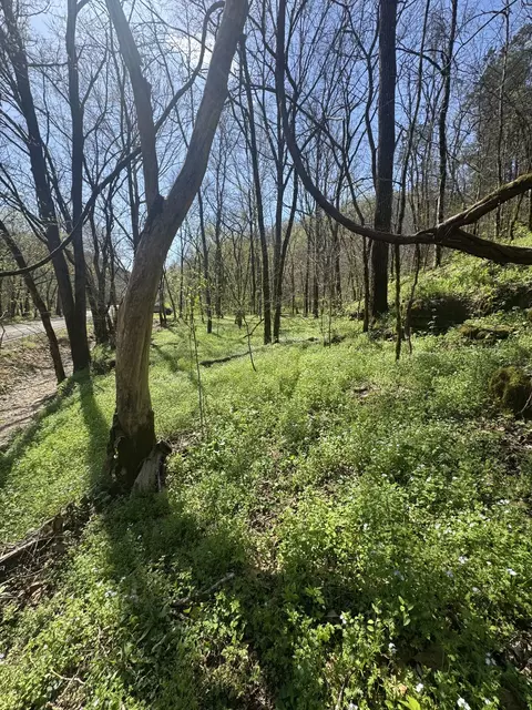 Other - 0 Mcbroom Branch Rd, Baxter, TN 38544 photo 23 of 25
