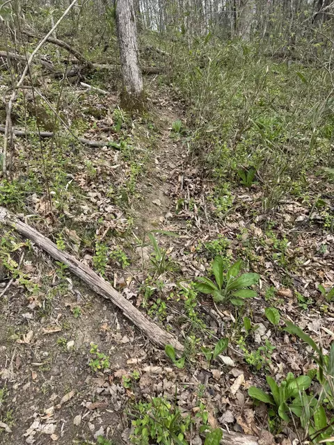Other - 0 Mcbroom Branch Rd, Baxter, TN 38544 photo 16 of 25