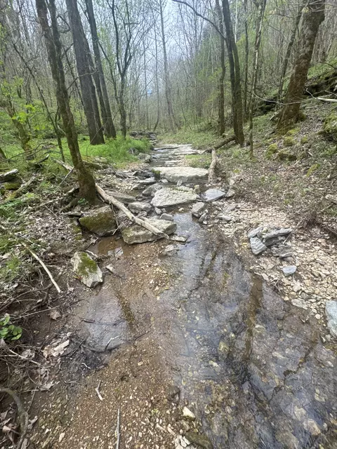 Other - 0 Mcbroom Branch Rd, Baxter, TN 38544 photo 12 of 25