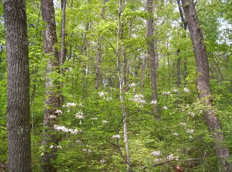0 Sequatchie Mountain Rd, Sequatchie, TN 37374 photo 7
