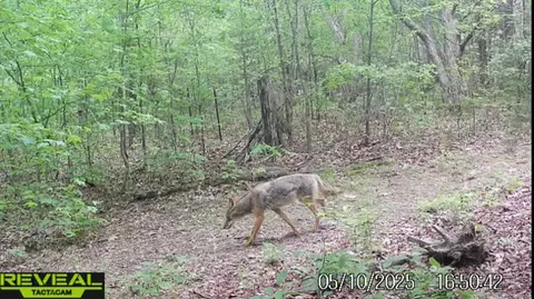 Other - 5931 Buffalo Valley Rd, Baxter, TN 38544 photo 13 of 18
