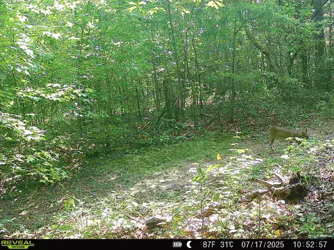 Other - 5931 Buffalo Valley Rd, Baxter, TN 38544 photo 16 of 18
