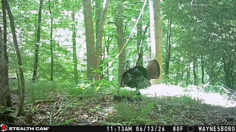 0 Downing Hollow Rd, Waynesboro, TN 38485