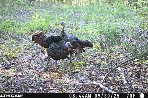 0 Downing Hollow Rd, Waynesboro, TN 38485