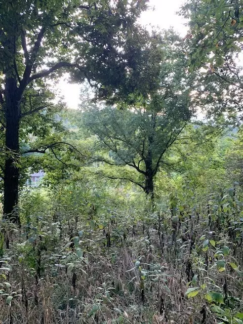 0 Cortner Hollow Rd, Shelbyville, TN 37160