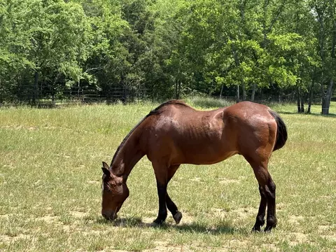 Other - 182 Trinity Rd, Franklin, TN 37067 photo 25 of 28