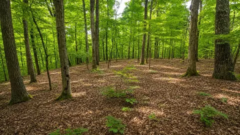 0 Maple Grove Rd, Dickson, TN 37055 photo 5