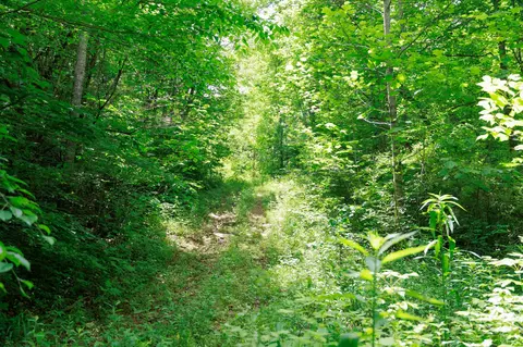 582 Cedar Bend Rd, Beechgrove, TN 37018 photo 21