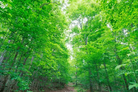 582 Cedar Bend Rd, Beechgrove, TN 37018 photo 15
