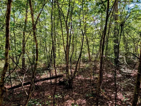 140 Sunset Bluff Way, Monteagle, TN 37356 photo 17
