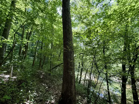 520 Bluff Rd, Loretto, TN 38469 photo 12