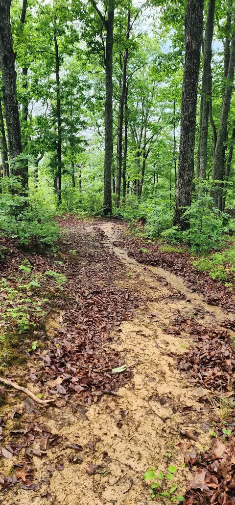 0 Eagle Point Dr, Monteagle, TN 37356 photo 9