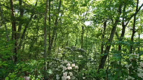 2836 Shady Oaks Way, Sevierville, TN 37876