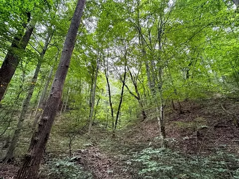 0 Moores Gap Rd, Heiskell, TN 37754 photo 16