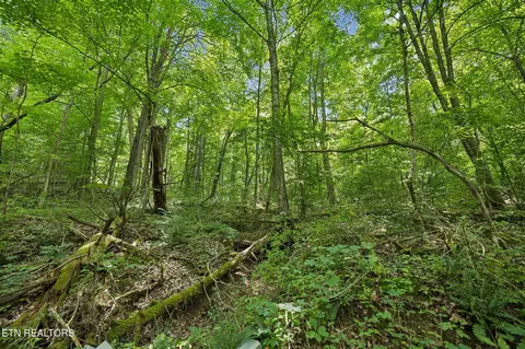Exterior - 0 Knob Rd, Rutledge, TN 37861 photo 19 of 27
