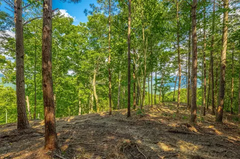 0 Back Basin Trl, Guild, TN 37340 photo 18