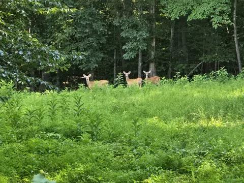 0 Piney Rd, Dickson, TN 37055 photo 2