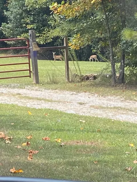 Other - 175 Duck Rd, Sugar Tree, TN 38380 photo 11 of 11