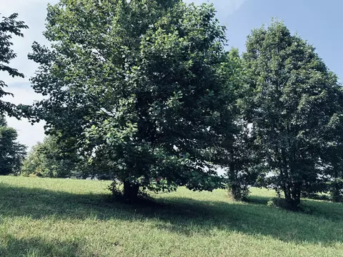 800 Sunset Cir, Jasper, TN 37347 photo 17