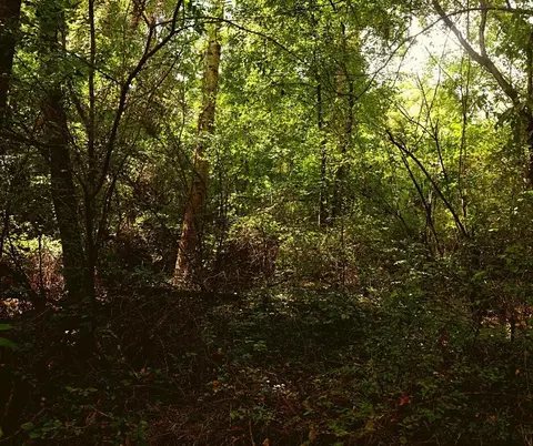 0 Davis Rd, Pikeville, TN 37367