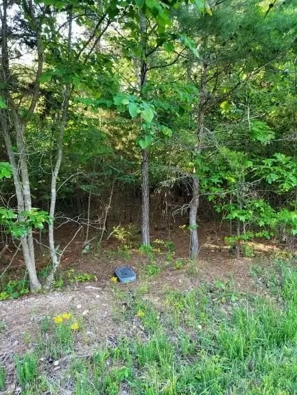 1375 Pinhook Rd, Spring City, TN 37381 photo 6