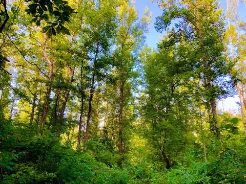 0 Copper Springs Rd, Springville, TN 38256