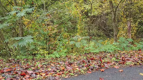 1 Flat Branch Rd, Gatlinburg, TN 37738
