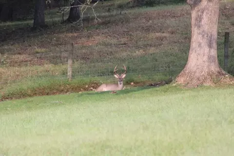Other - 480 William Whitworth Rd, Pulaski, TN 38478 photo 12 of 13