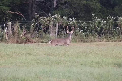 Other - 480 William Whitworth Rd, Pulaski, TN 38478 photo 11 of 13