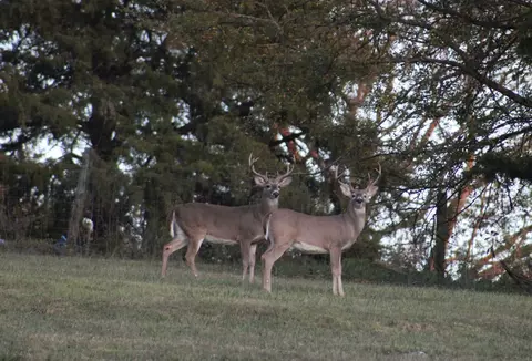 Other - 480 William Whitworth Rd, Pulaski, TN 38478 photo 8 of 13