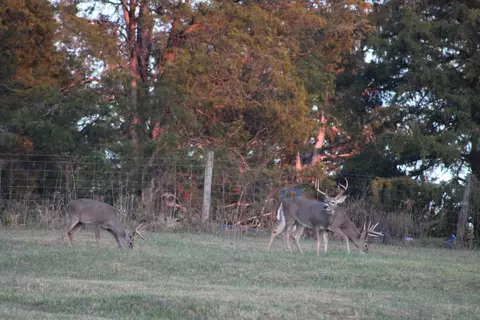 Other - 480 William Whitworth Rd, Pulaski, TN 38478 photo 13 of 13