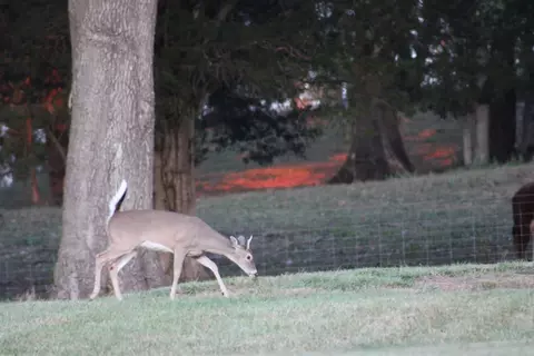 Other - 480 William Whitworth Rd, Pulaski, TN 38478 photo 10 of 13