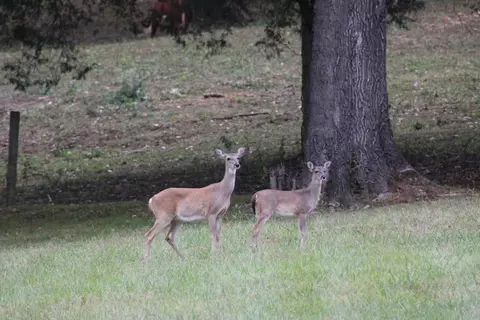 Other - 480 William Whitworth Rd, Pulaski, TN 38478 photo 9 of 13
