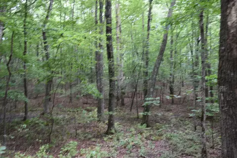 0 Deep Woods Rd, Sewanee, TN 37375 photo 5