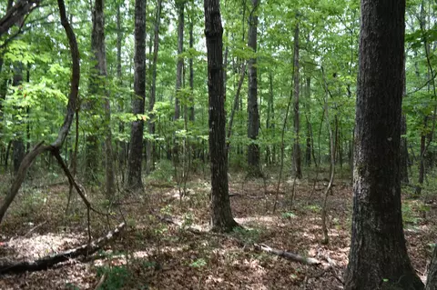 0 Deep Woods Rd, Sewanee, TN 37375 photo 13