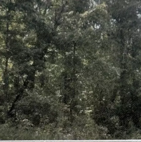 0 Shiloh Rd, Beechgrove, TN 37018