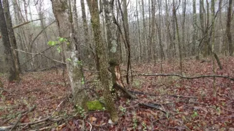 Other - 0 Denton Rd, Moss, TN 38575 photo 57 of 67