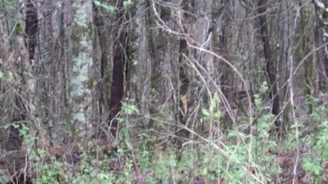 Other - 0 Denton Rd, Moss, TN 38575 photo 26 of 67