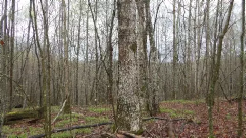 Other - 0 Denton Rd, Moss, TN 38575 photo 61 of 67
