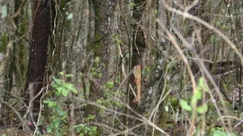 Other - 0 Denton Rd, Moss, TN 38575 photo 23 of 67