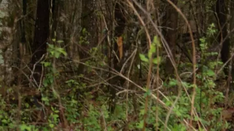 Other - 0 Denton Rd, Moss, TN 38575 photo 25 of 67