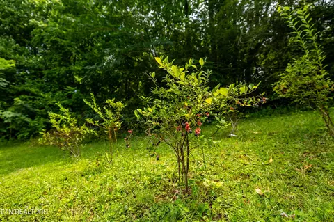 358 Webb Rd, Townsend, TN 37882 photo 43