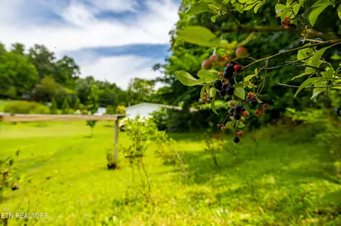 358 Webb Rd, Townsend, TN 37882 photo 44