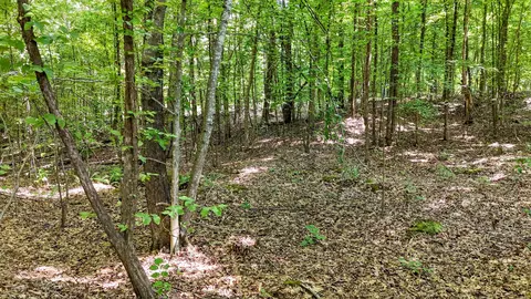 0 Eighteen Loop, Toone, TN 38381 photo 16