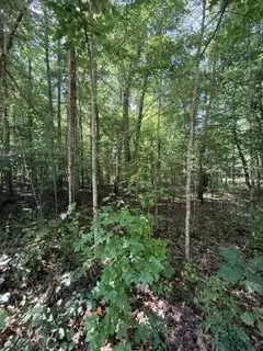 75 Sunset Bluff Way, Monteagle, TN 37356 photo 4