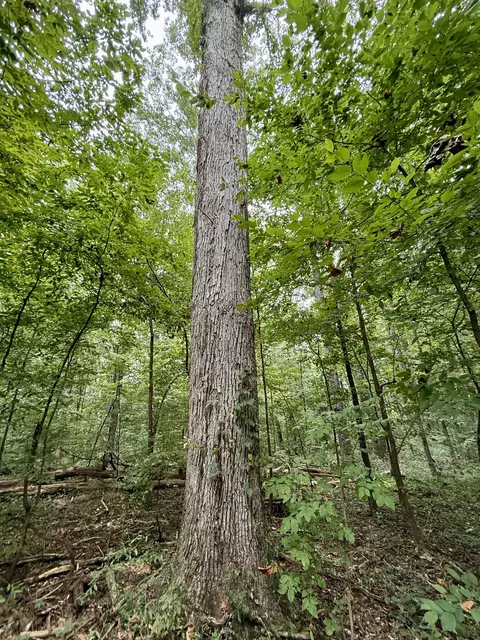 0 Compton Rd, Athens, AL 35613 photo 7